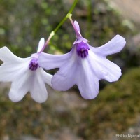 Utricularia moniliformis P.Taylor